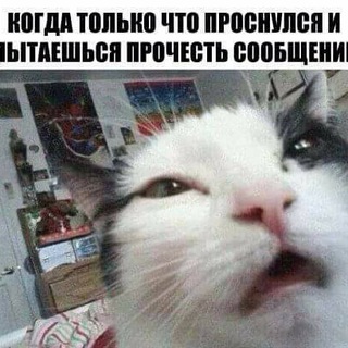 Логотип @u_menyalapki - у меня лапки