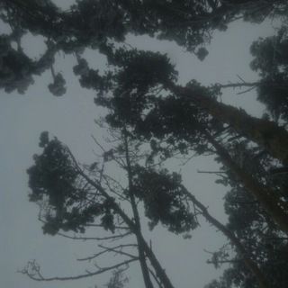 Логотип @ubest_forever - ночной лес.🐈‍⬛