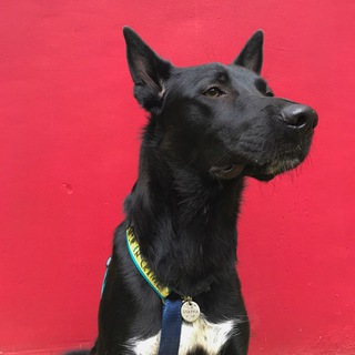 Логотип @uchigav - учи гавчасть