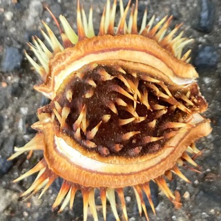 Логотип @udalinguist - Лингвистка-заочница: английский, перевод, Америка