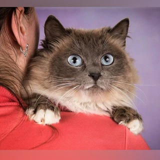 Логотип @udaraevakoty - КОТАлог Дараевой