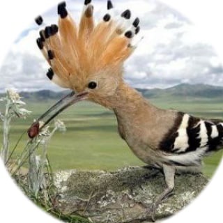 Логотип @udod_channel - УДОД 21+