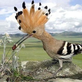 Логотип @udod_group - УДОД 21+ группа