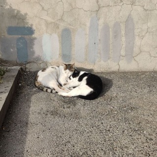 Логотип @uehavshayachat - Не только Ларс фон Trier Chat