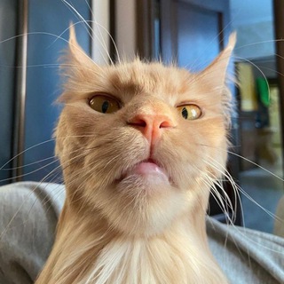 Логотип @ugarniekrugoki - Угарные кружочки