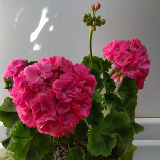 Логотип @ugerani - Герани