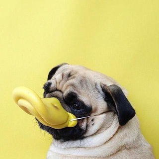 Логотип @ugnos - Уткогорлонос