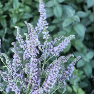 Логотип @ugolokmyaty - Уголок Мяты 🌿 Пряные травы и комнатные