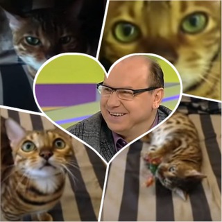 Логотип @ukrfootbik - Коты Леоненко чатятся