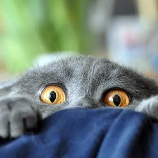 Логотип @ulino - Уютный бложик