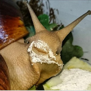 Логотип @ulitkaterapiyaaaaaa - 🐌🐌 лечебная косметика (улитка)🐌