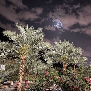 Логотип @umma_ing - UMMA-KSA 🇸🇦 Медина 🌴 Мекка