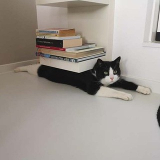 Логотип @umnokisa_ch - Книгоблудие (18+)