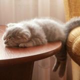 Логотип @umor_prikoli - Юмор, приколы и шутки.