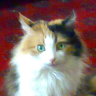 Логотип @umora_smeh - Смешные животные