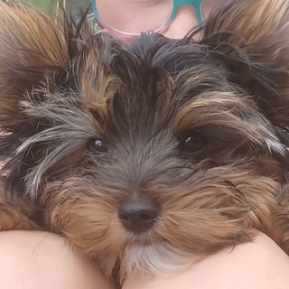 Логотип @unser_herz_fuer_dein_tier - Unser Herz für dein Tier