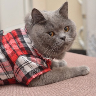 Логотип @upworkcat - UpWorkCat