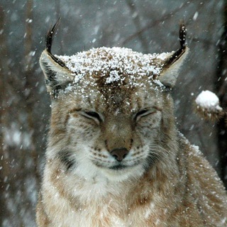 Логотип @ursas_whiskers - Усы Урсы