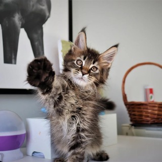 Логотип @ursulamurr - Хроники пушистых мейн-кошек: Урсула, Анибозия и Фортуна