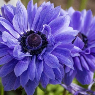 Логотип @uruglargul - Семена уруглар 946301137👍