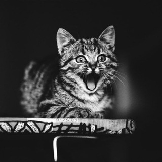 Логотип @usatikpolosatik - Усатик Полосатик 🐶🐱🐭🐹 Зоотовары 🦀🐡🐠🐟Рыбки Мариуполь