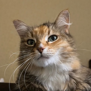 Логотип @ushakovachat - Ксения Ушакова Chat