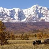 Логотип @ushastok - Алтай/недвижимость/инвестиции