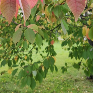 Логотип @uspokoenie_po_schut_schut - Путь к спокойствию💓