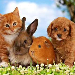 Логотип @ussrisback - Наши младшие друзья