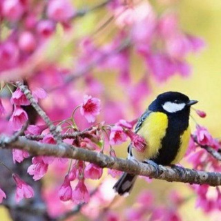 Логотип @uyw038dd3e85ndvi - 🌸Театральный вечер🌸