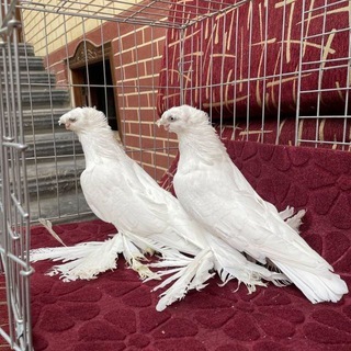 Логотип @uzbek_kabutarbozori_margilon - Uzbek_Kabutarbozori_Marg'ilon