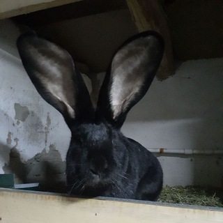 Логотип @uzbekiston_quyonchilari - UZBEKISTON QUYONCHILARI gurupa 1🐇🐇🥕🥕. Uyda qoling quyon bilan shuģullaning😎