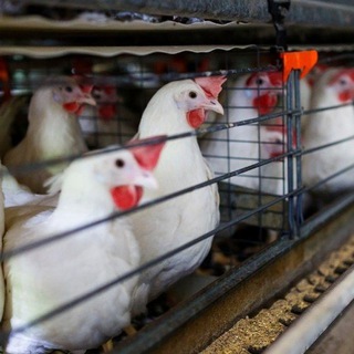 Логотип @uzbparrandachilikmalumot - Птицеводство 🥚🐣🐥🐓