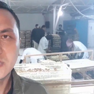 Логотип @uzbroyler - Farrux Sodiqov F.(BroilerClub)