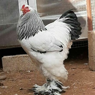 Логотип @uzparranda - 🇺🇿УЗБ Парранда🇺🇿