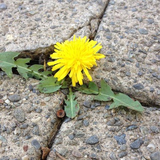 Логотип @v_betone - Корни в бетоне / Ландшафтный дизайн