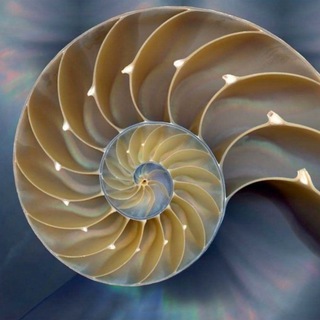 Логотип @v_n_zherebniuk_decebal - V.N.ZHEREBNIUK