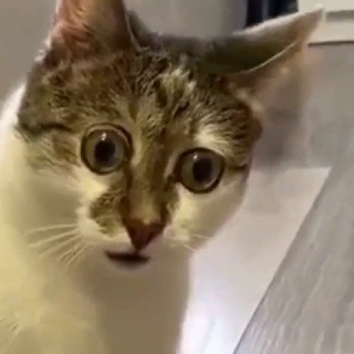 Логотип @v_top1 - Смешные видео про животных | Funny Animals