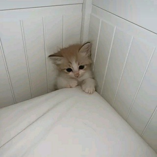 Логотип @vabisskedura - ナナ