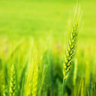 Логотип @vachanavismayam - വചന 🌾 വിസ്മയം