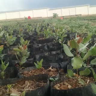 Логотип @vahobnorsafarov1968 - Норсафаров Вахоб Мерганович