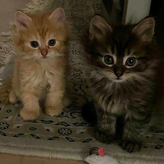 Логотип @vaibovaia_misoz - kpyттα тuk тok myзblkα