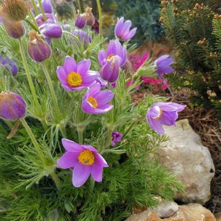 Логотип @valentinaflora - Журнал садовода любителя