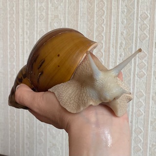 Логотип @valeraahatina - Улитка Валера 🐌