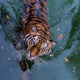 Логотип @valuablewoman - Ценная