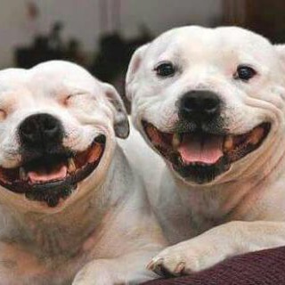 Логотип @vamosrirdemais - 😂😂RIR É O MELHOR REMÉDIO😂😂