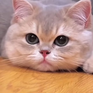 Логотип @vapervipchat - Вэйпервик чат