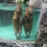 Логотип @vashamarousia1 - .