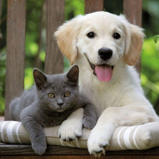 Логотип @vashdomashniveterinar - Ваш домашний ветеринар 🐱🐶