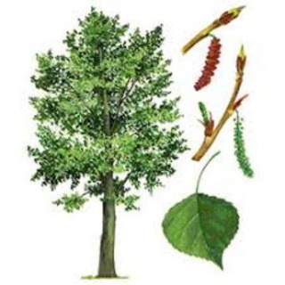 Логотип @vasil_topolev - Василий Тополев